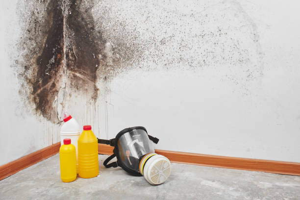 Best Mold Damage Repair  in Gold Key Lake, PA