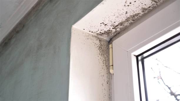Best Black Mold Removal  in Gold Key Lake, PA