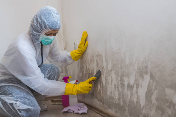 Best Toxic Mold Removal  in Gold Key Lake, PA
