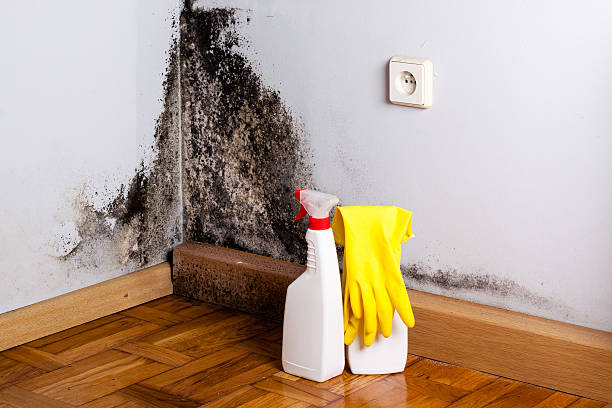 Best Commercial Mold Removal  in Gold Key Lake, PA