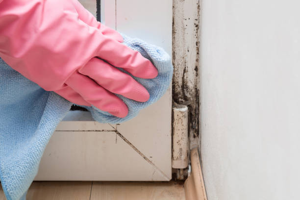 Certified Mold Removal in Gold Key Lake, PA