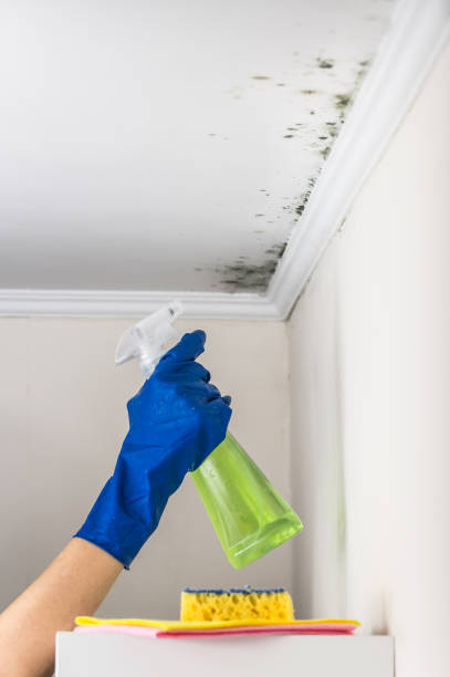 Mold Removal Process in Gold Key Lake, PA