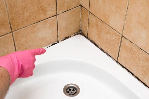 Best Same-Day Mold Removal  in Gold Key Lake, PA